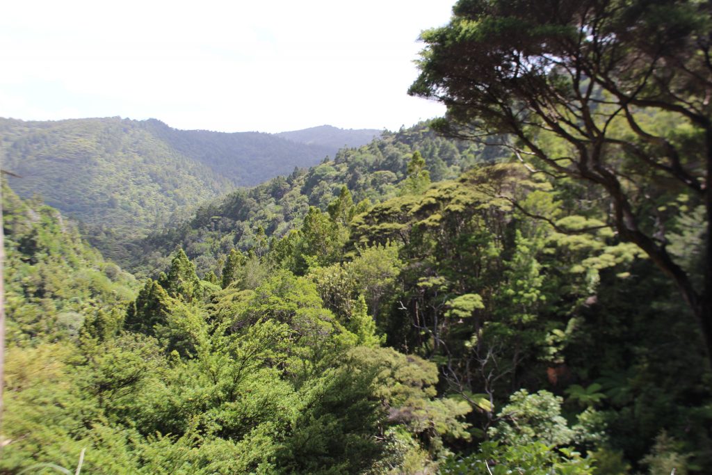 Landschaft Neuseeland Nordinsel, Piha Waterfalls