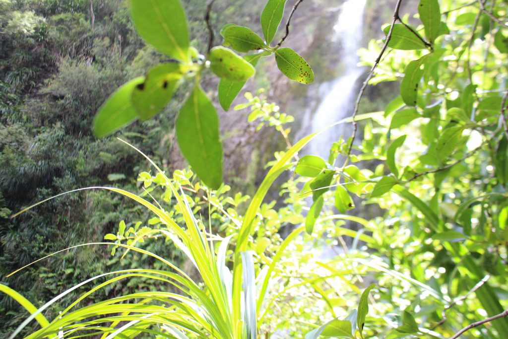 Piha Waterfalls